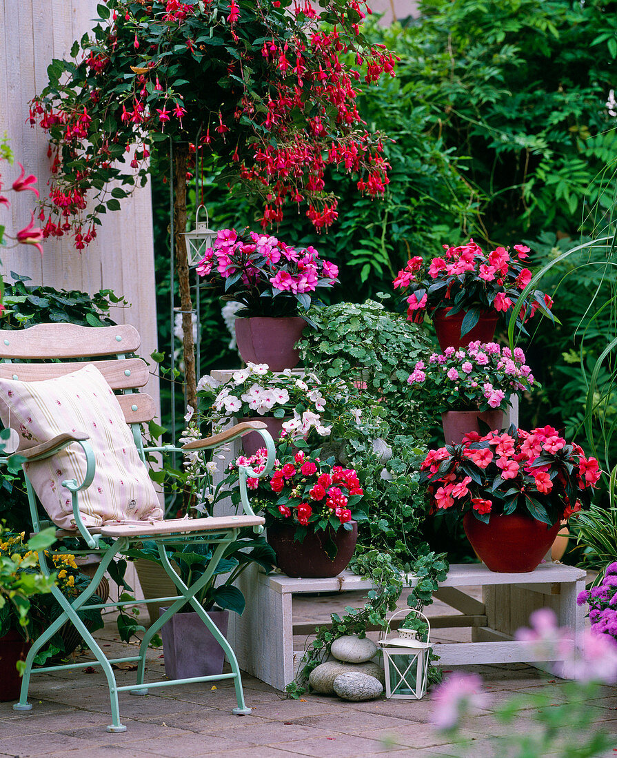 Impatiens New Guinea Paradise 'Spix's' (purple), Impatiens