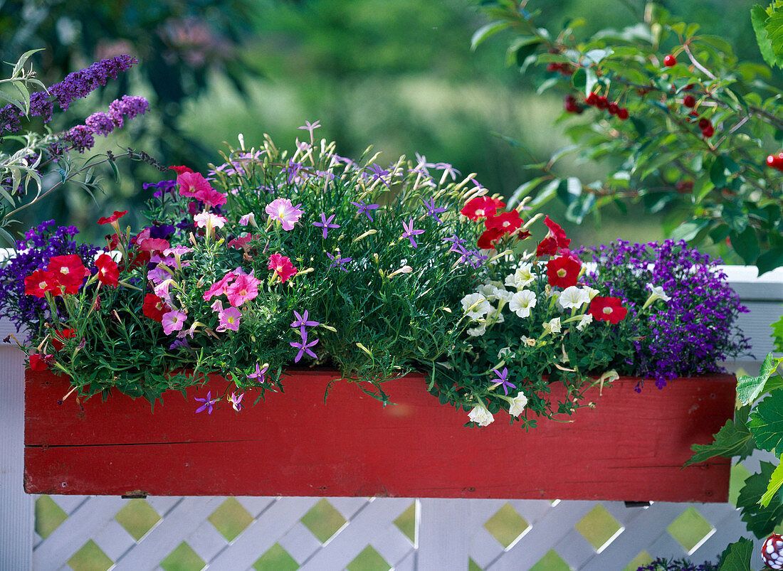 Petunia milliflora 'Fantasy Formula Mix', Laurentia axillaris