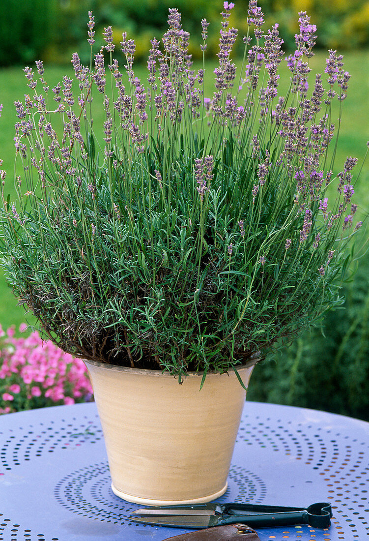 Lavendel nach der Blüte stark zurückschneiden