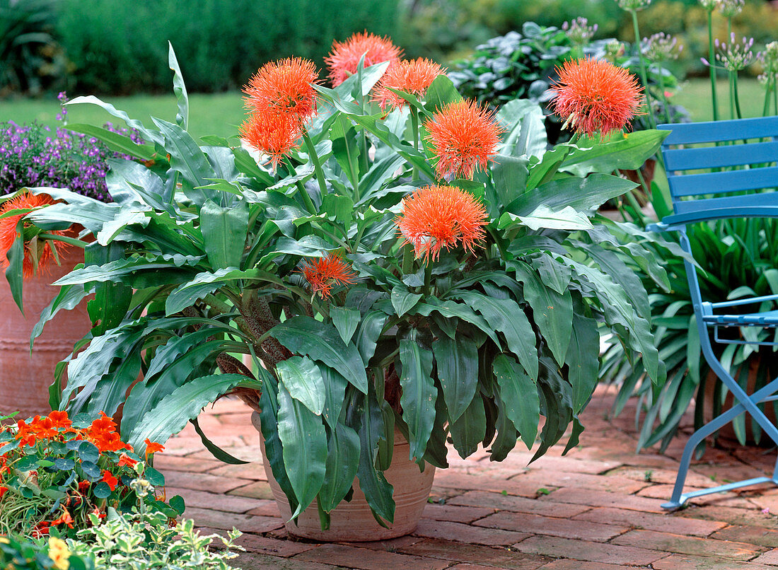 Haemanthus coccineus (blood flower)