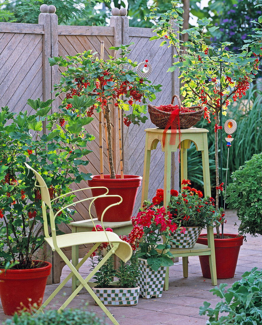 Terrasse mit Ribes / Johannisbeeren, Antirrhinum