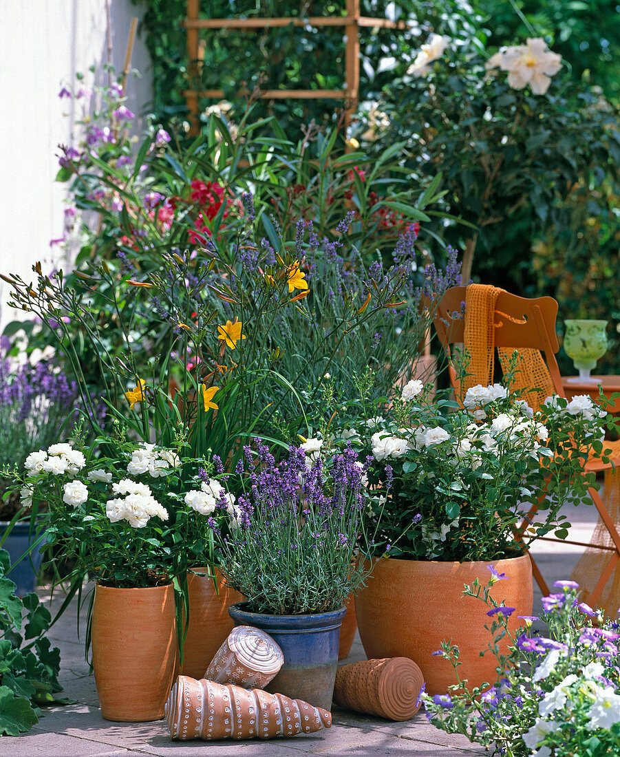 Bedding rose 'Brautzauber' (Lavandula) (Lavender), Hemerocallis