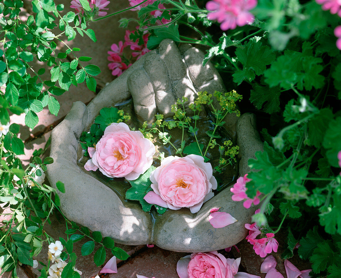 Cement hands as a birdbath with Rosa 'Mary Rose'