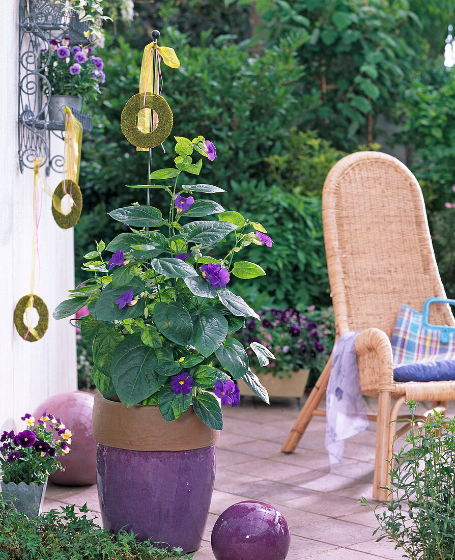 Thunbergia grandiflora