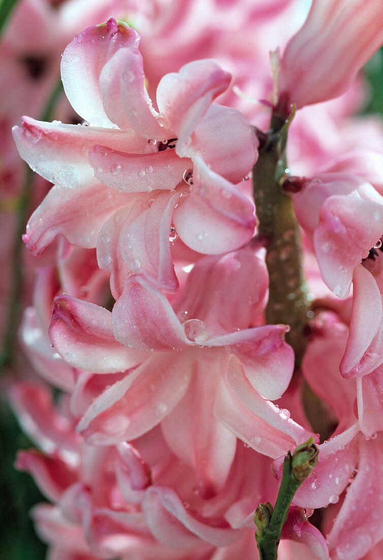 Hyacinthus orientalis 'Fondant' Hyazinthen