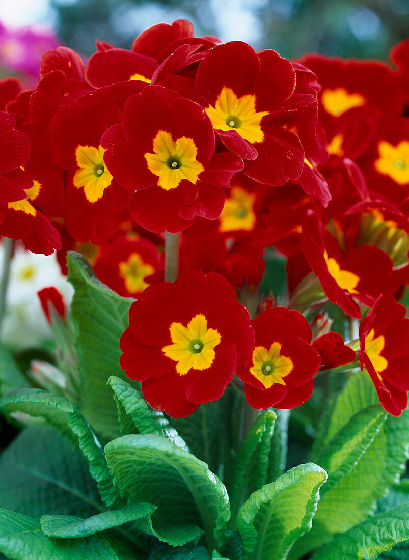 Primula elatior 'Crescendo Leuchtrot'