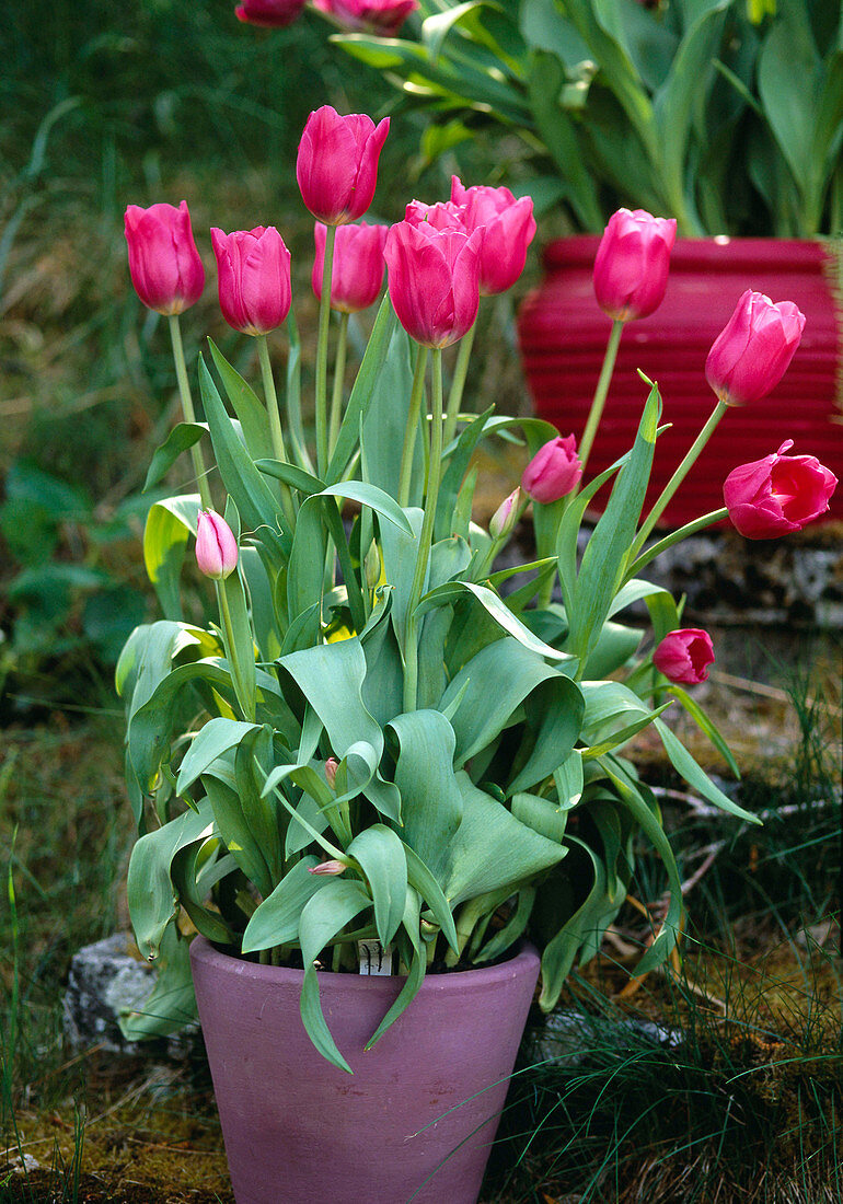 Tulipa hybrid