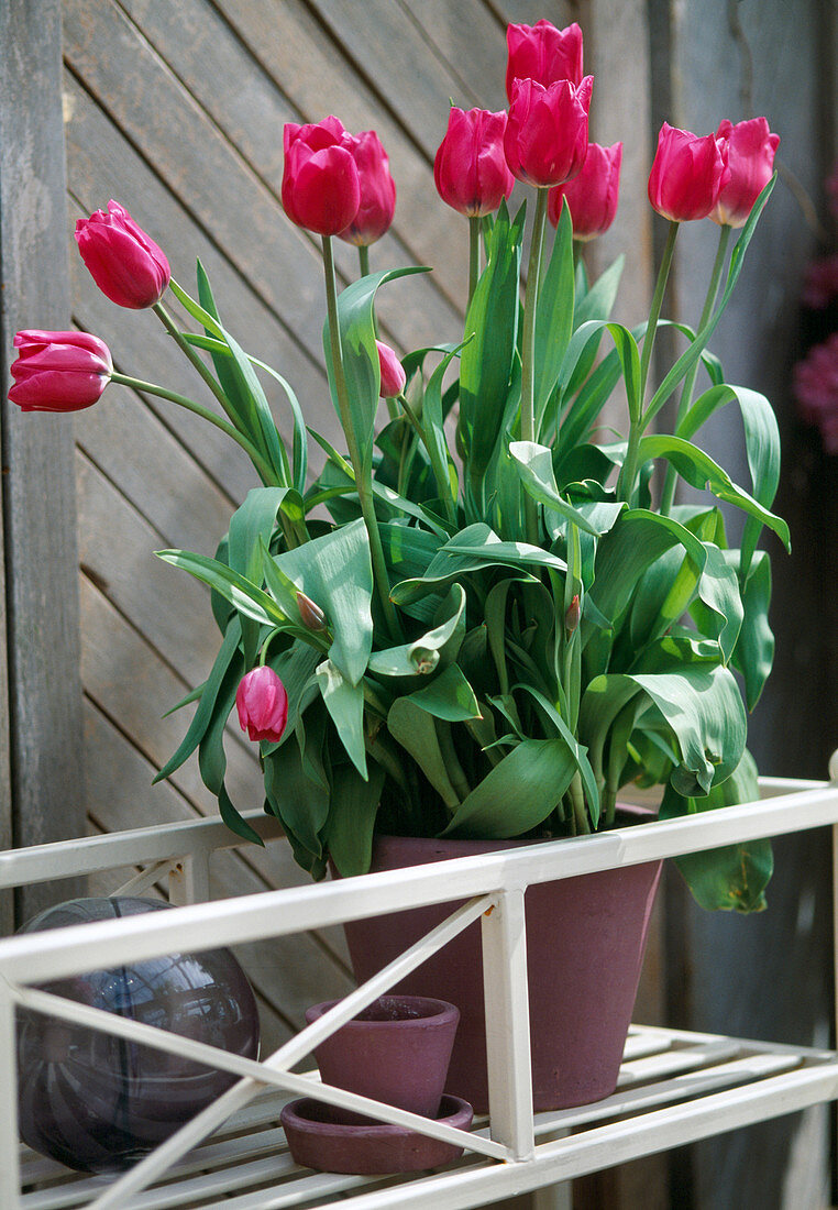 Tulipa hybrid