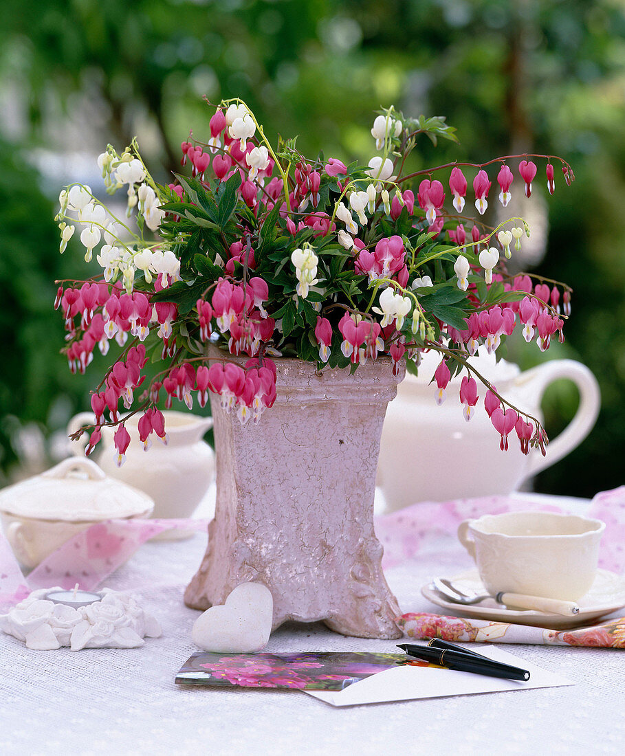 Dicentra spectabilis und Dicentra spectabilis 'Alba' (Tränendes Herz)