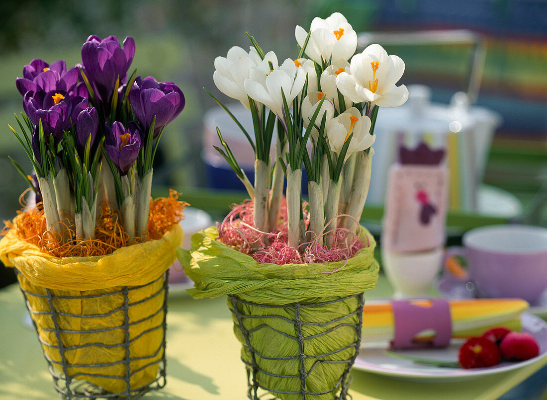 Crocus vernus 'Remembrance' (lila), 'Jeanne d'Arc' (weiß)