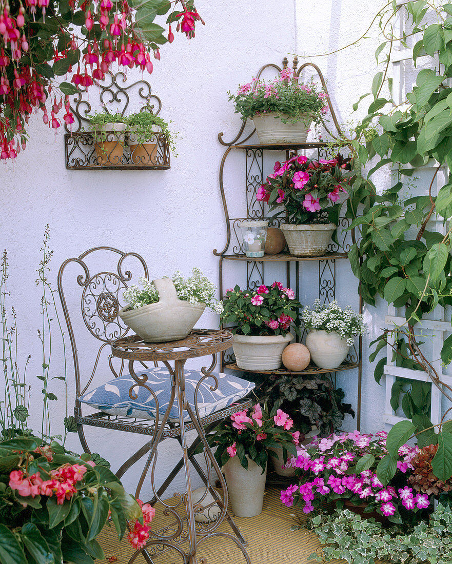 Balcony corners in the shade, Lobularia (scent), Diascia