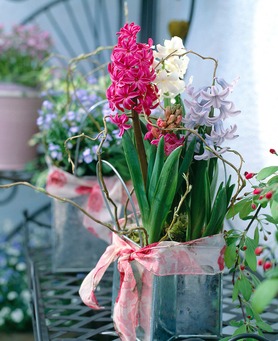 Hyacinthus orientalis 'Jan Bos', 'Madame Sophie', 'Delft Blue'