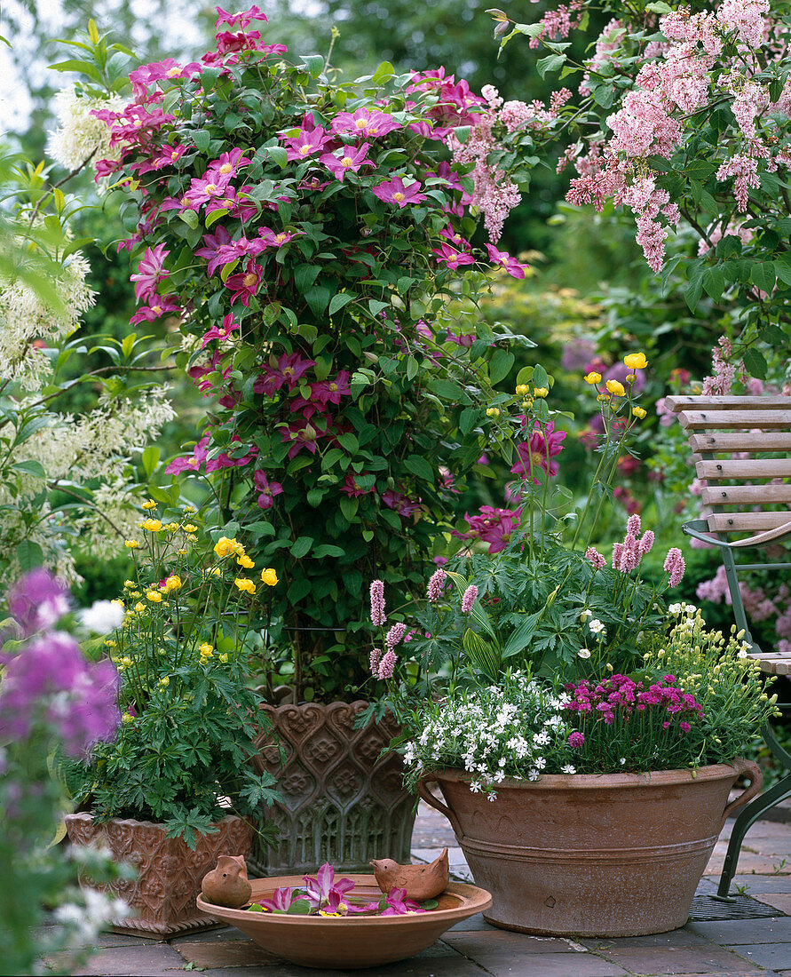 Clematis hybrids Kaiko 'Pink Champagne', Trollius europaeus