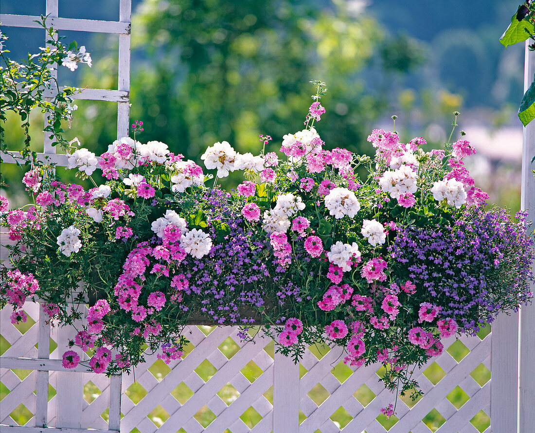 Pelargonium zonal 'Rocky Mountain White'