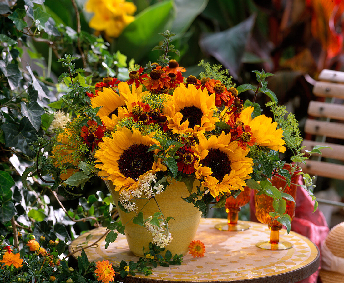 Helianthus annuus (sunflower)