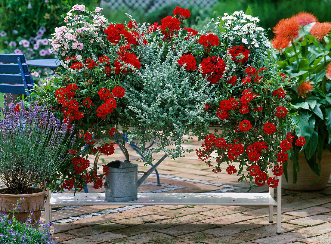 Pelargonium zonale 'Tango Dark', Dianthus chinensis ''