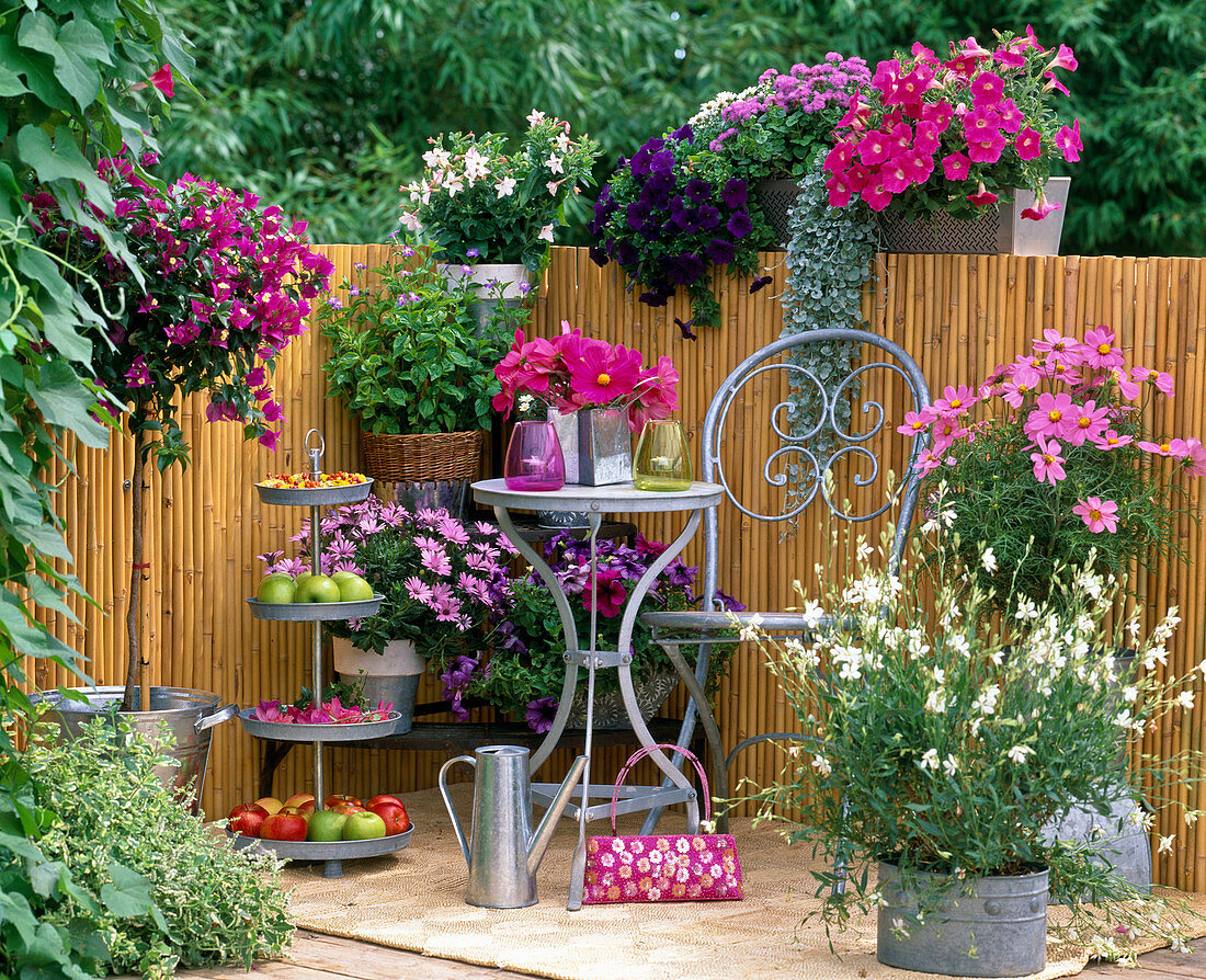 Bougainvillea, Osteospermum (Cape daisy)