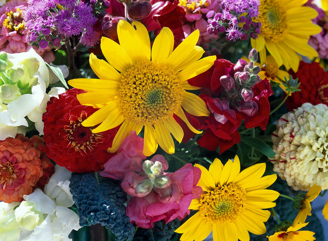 Antirrhinum (snapdragon), Zinnia (zinnia)