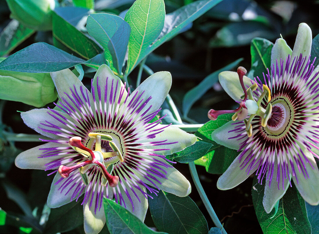 Passiflora caerulea (Passionsblume)