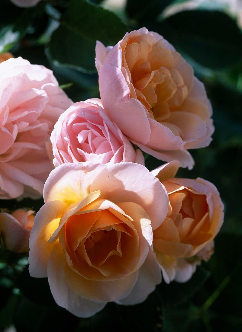 Rosa 'Bordure Nacrée' - Low bedding rose