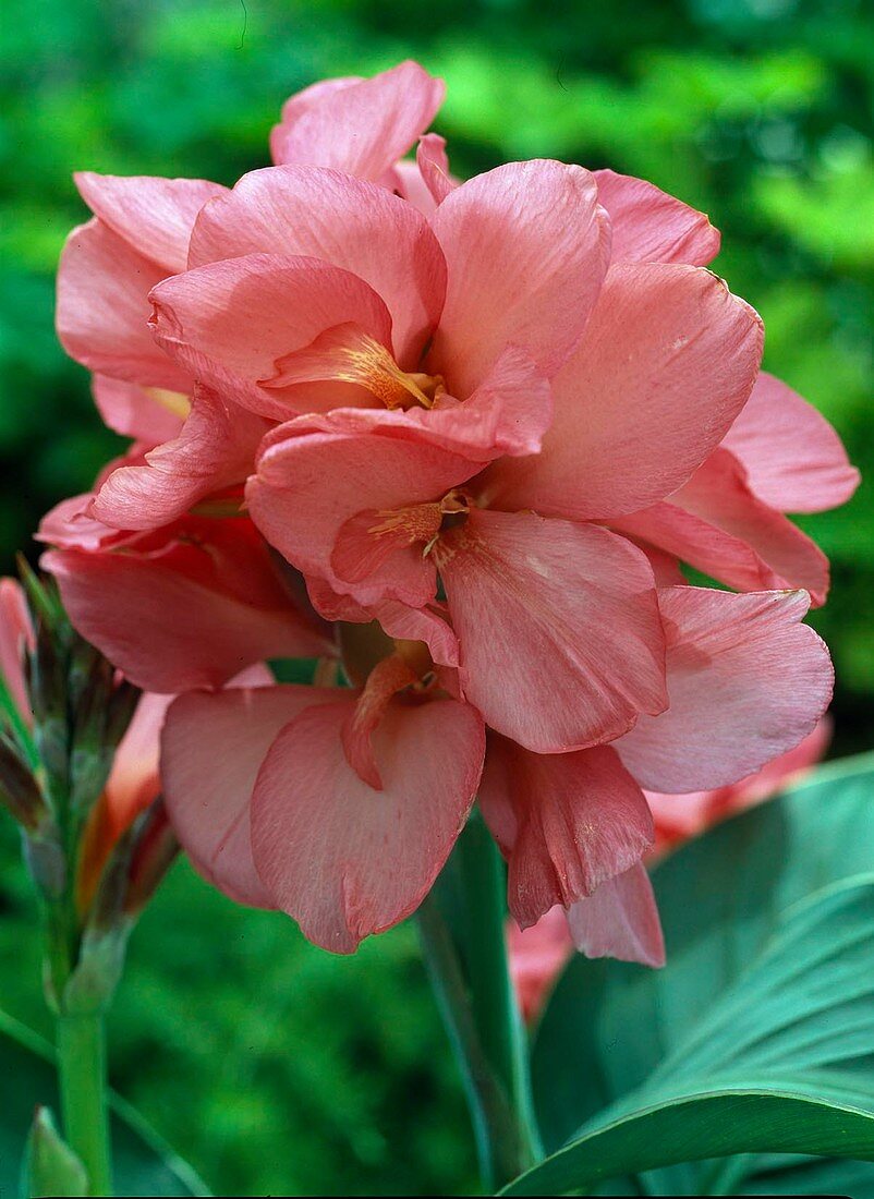 Canna indica (Indisches Blumenrohr)