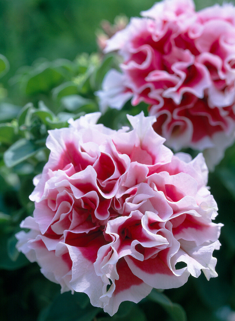 Petunia grandiflora 'Wimbledon Mix'