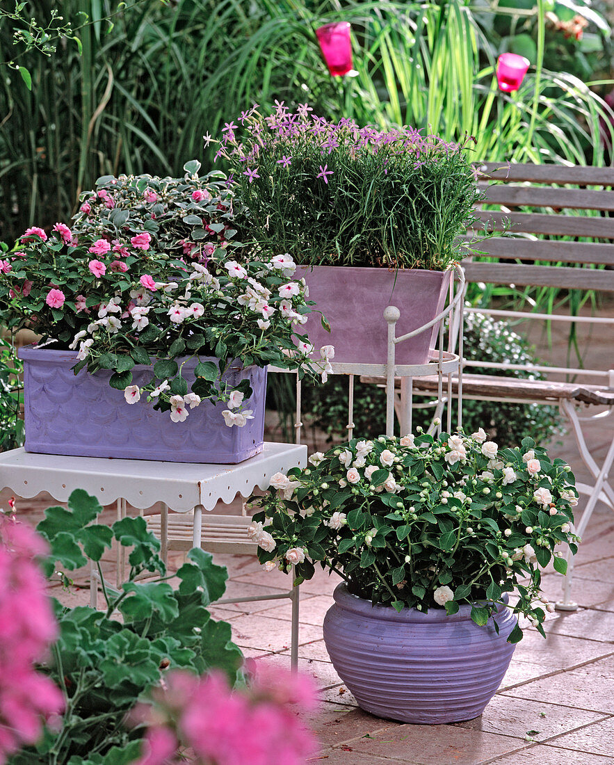 Impatiens walleriana 'Pink Ice' (pink, double)