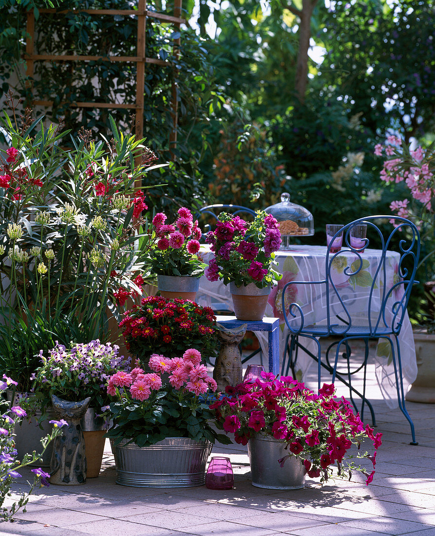 Terrace with Dahlietta hybr. (Dahlia), Petunia 'Supertunia Magenta'.