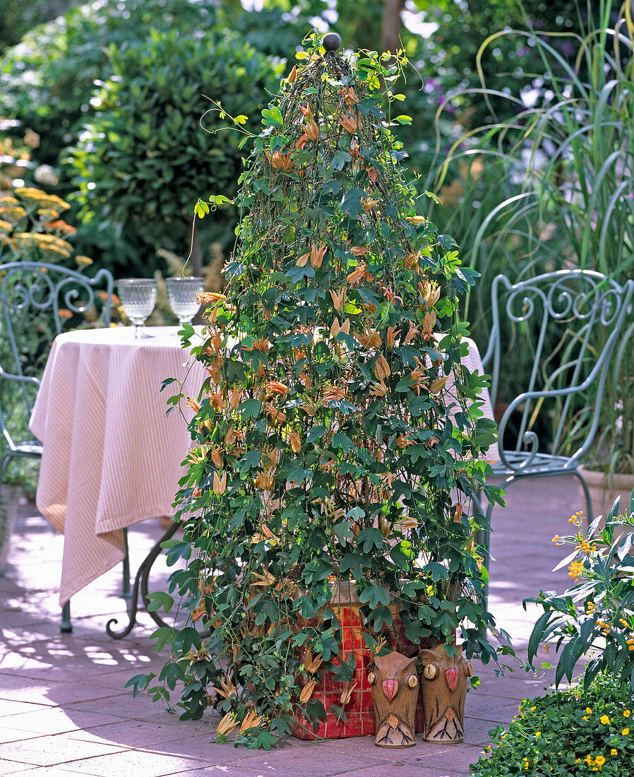 Passiflora aurantia (passionflower)