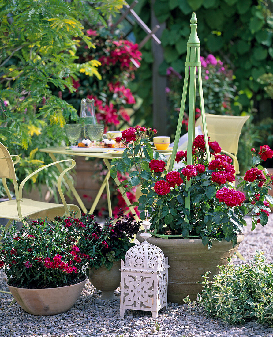 Pink 'Red Eden Rose'