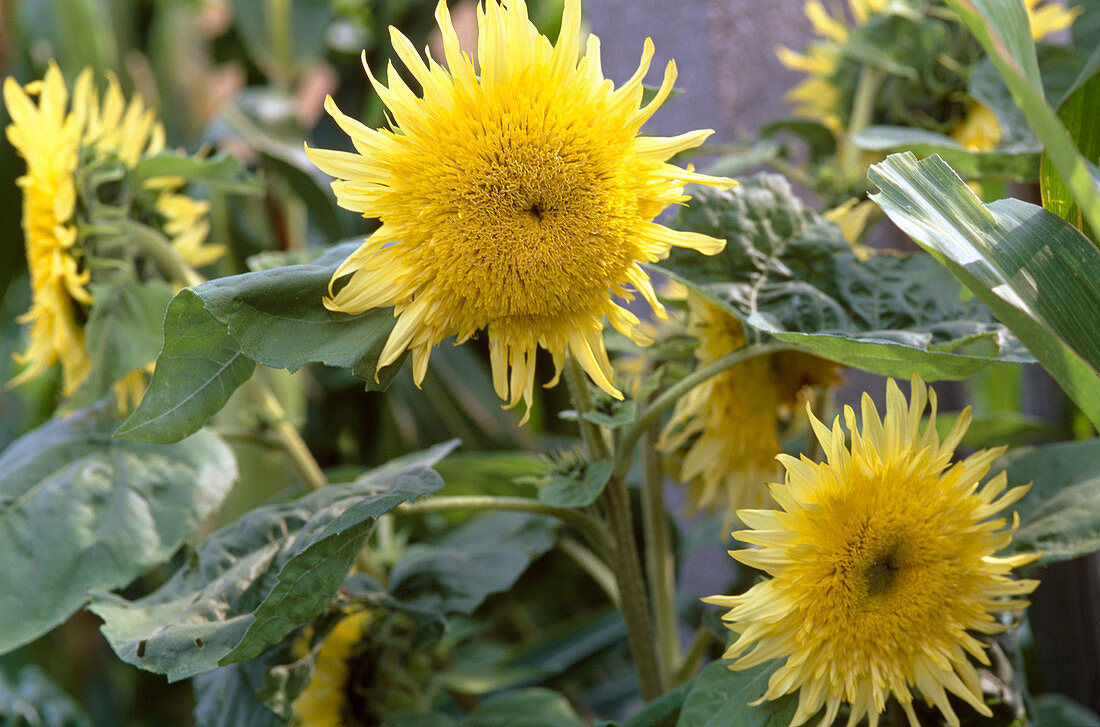 Helianthus annuus 'Starburst Lemon'