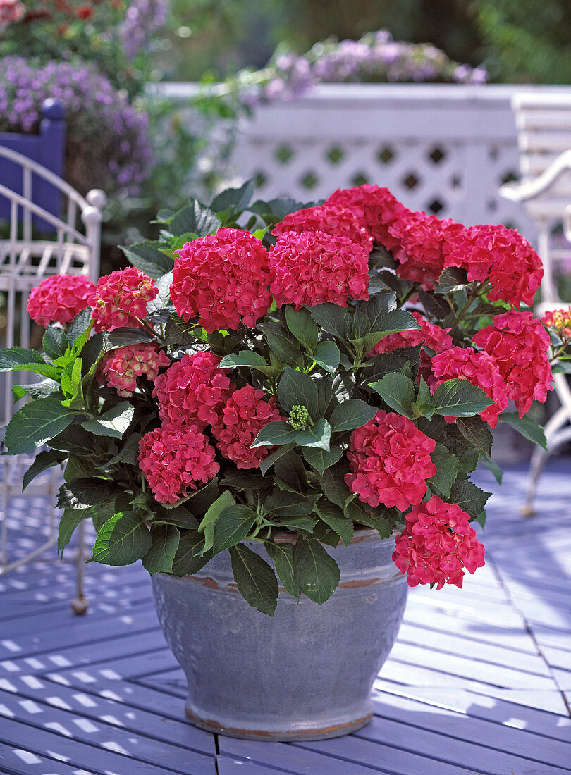 Hydrangea macrophylla