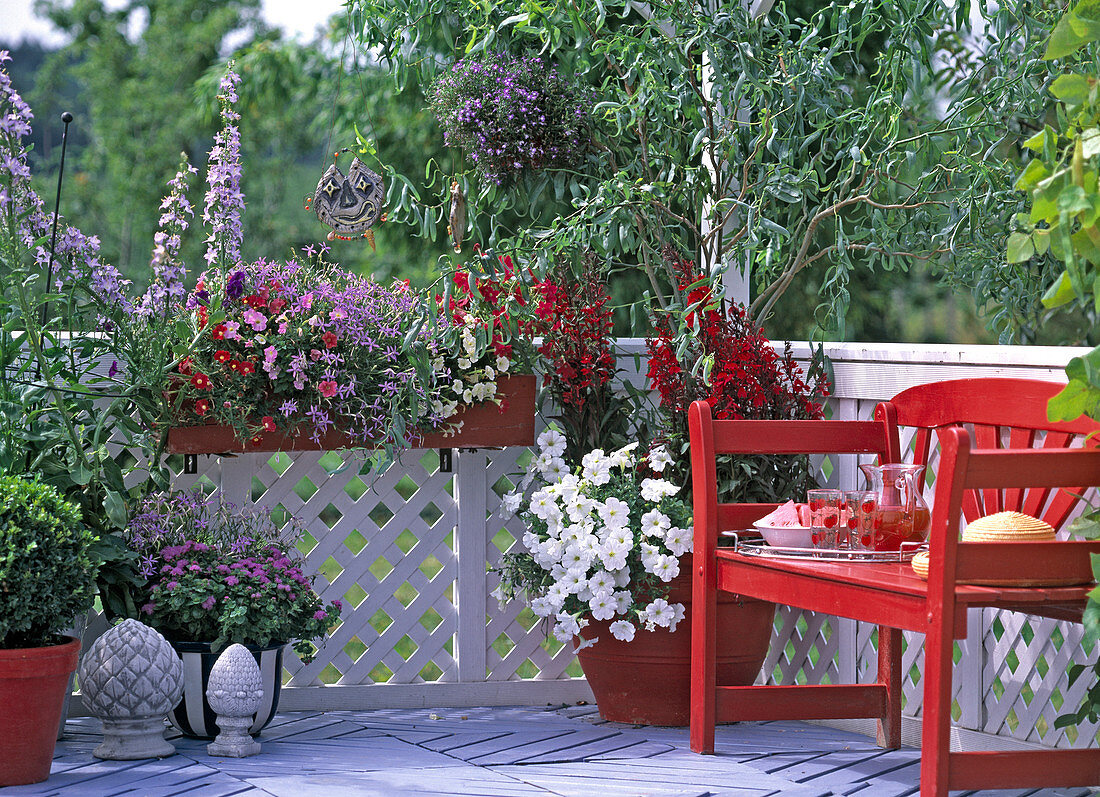 Balkon mit roter Bank, Salix babylonica 'Tortuosa' (Korkenzieher)