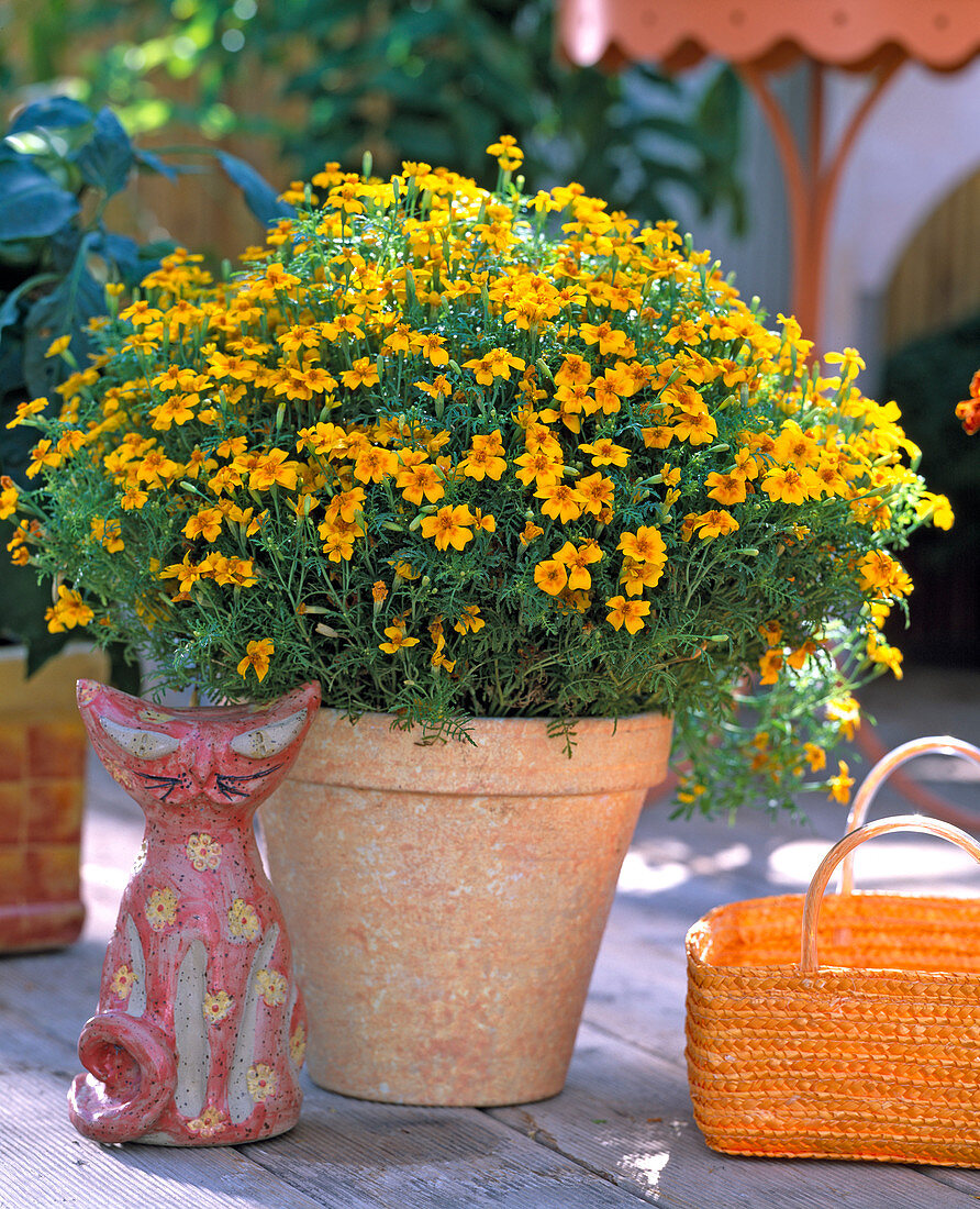 Tagetes tenuifolia 'Orange Gem' (Marigold)