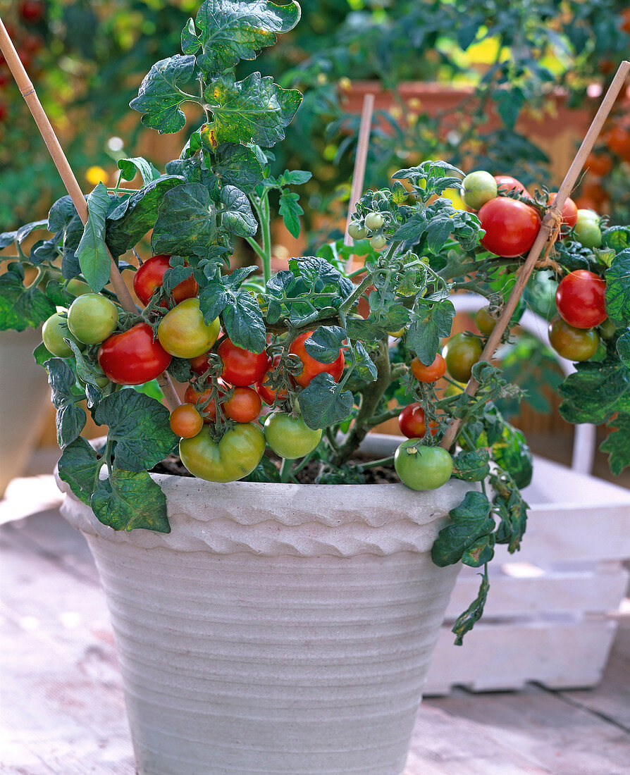 Tomato 'balcony star'