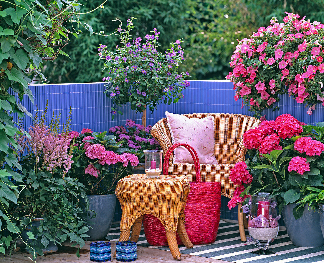 Astilbe, Hydrangea macrophylla (Hydrangea)