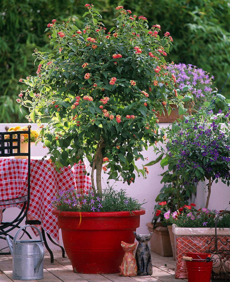 Lantana camara Hybr. (Wandelröschen)