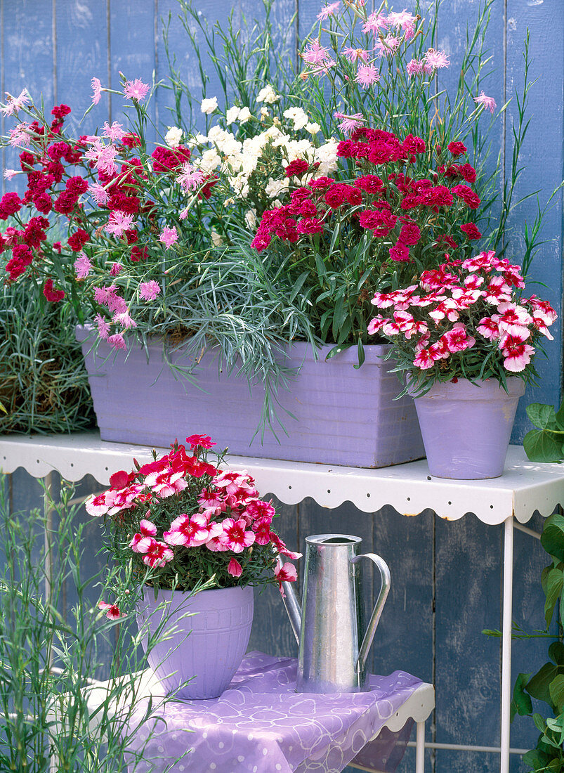 Dianthus corona 'Ideal Series-red, purple and white'