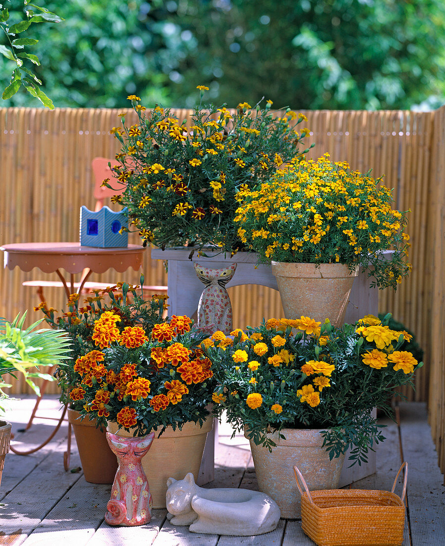 Oben: Tagetes Tenuifolia 'Orange Gem'