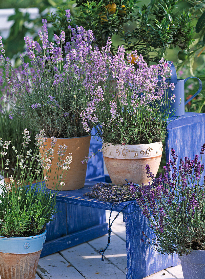 Lavandula angustifolia (lavender)