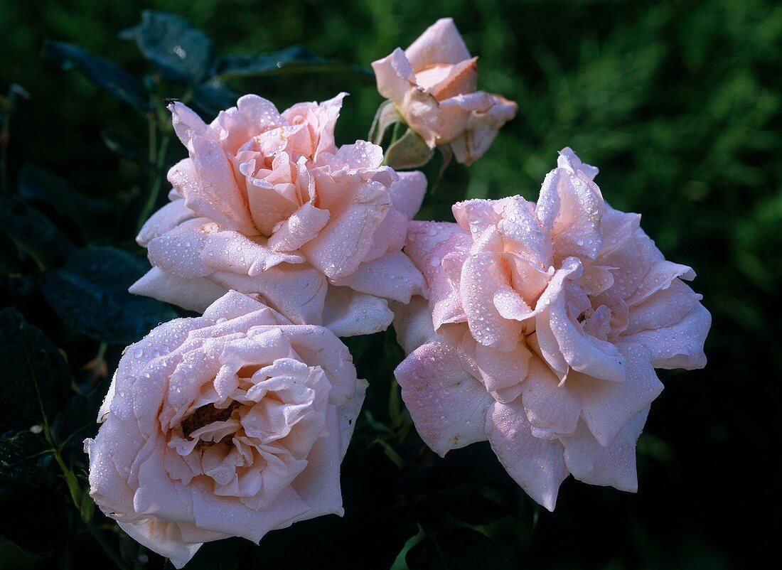 Rosa 'Tendresse' - French rose - Noble rose
