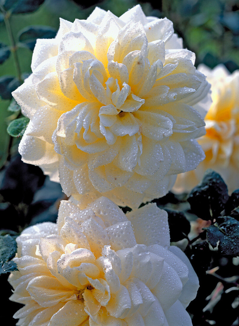 Rosa 'Crocus Rose' - Englische Rose - Bis 130 cm hoch