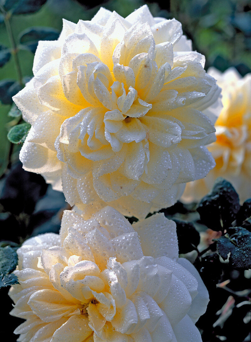 Rosa 'Crocus Rose' - English rose - Up to 130 cm high