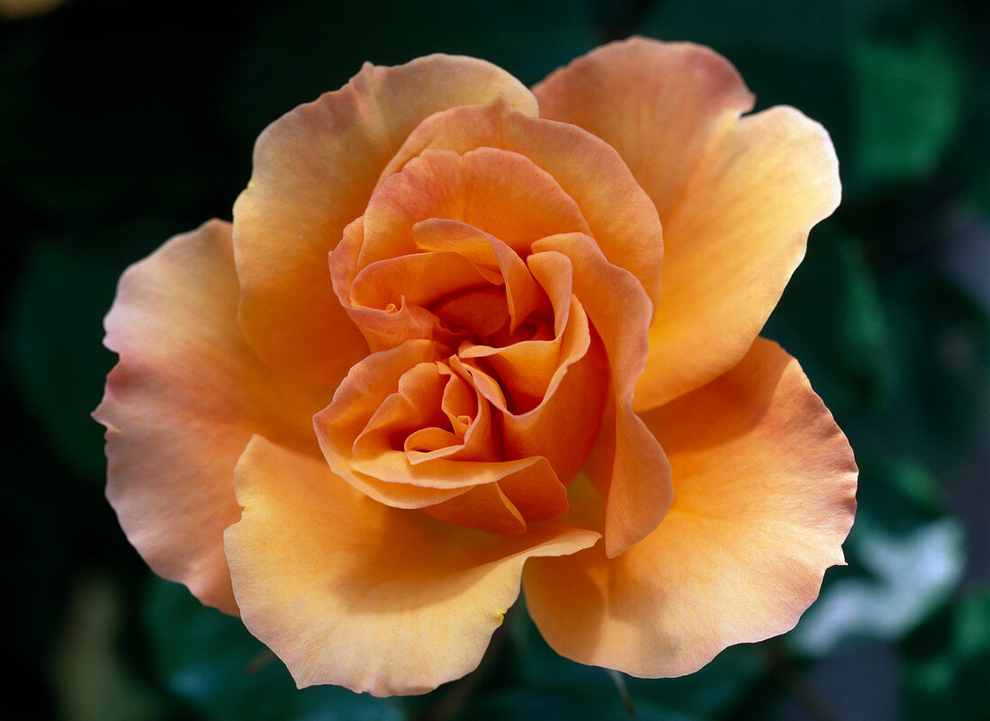 Pink 'Tequila' (bed rose), buddy condition