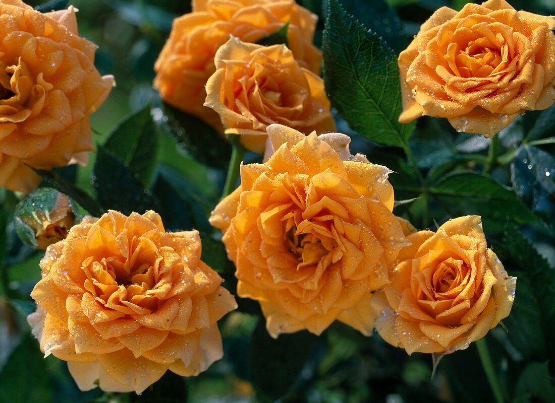 Rosa 'Clementine' (miniature rose) about 30-40 cm high