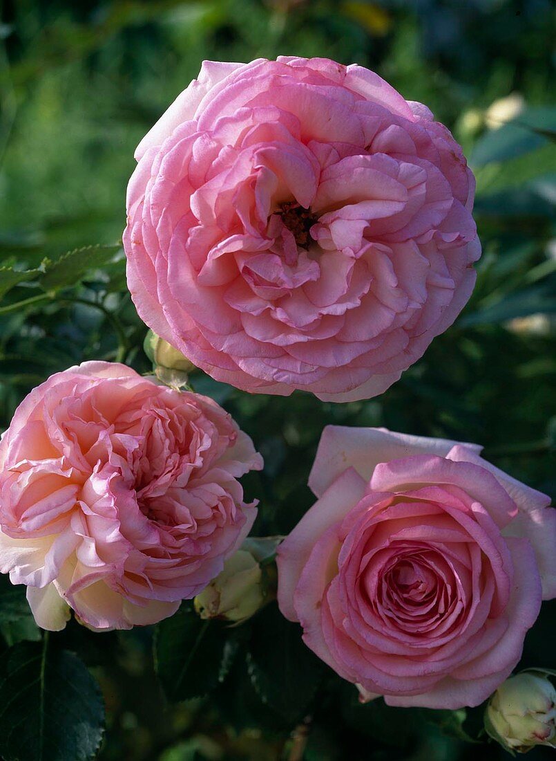 Rosa 'Eden Rose' - Strauchrose - bis ca. 150 cm - schwacher Duft