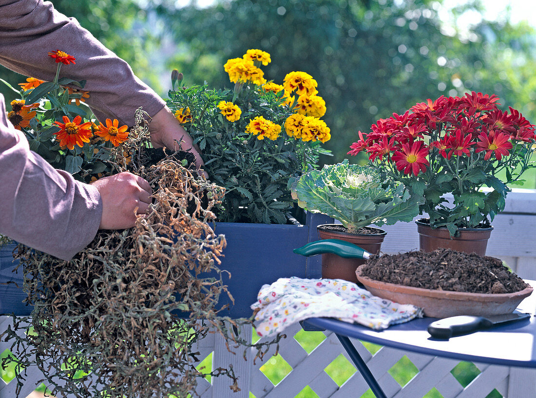 Verblühte Petunia im Spätsommer auswechseln 2/4