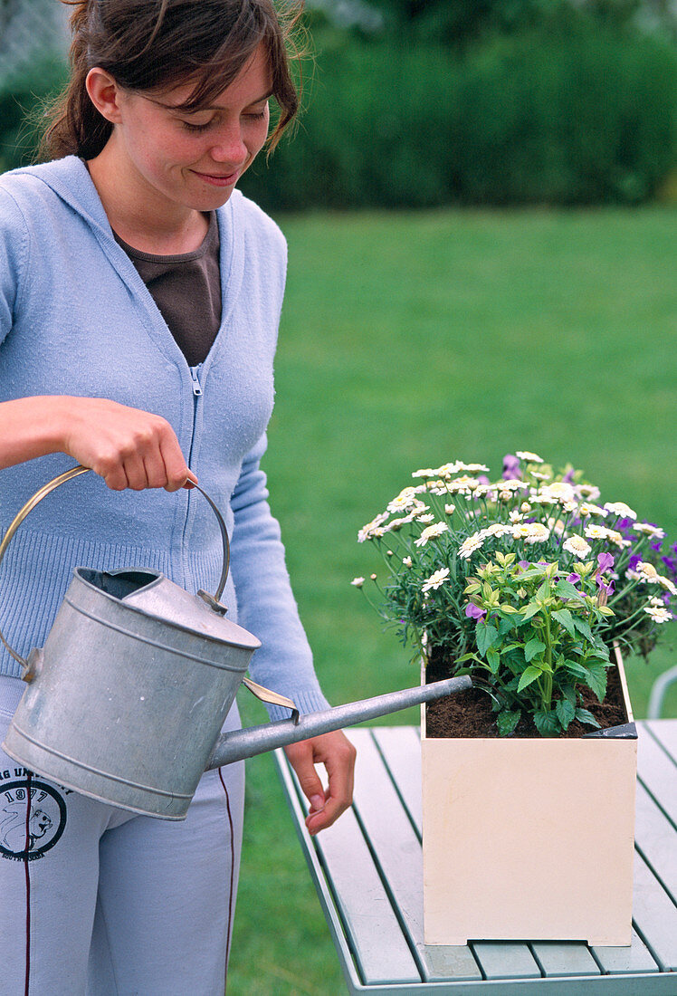 Planting a box with a water reservoir (6/7)