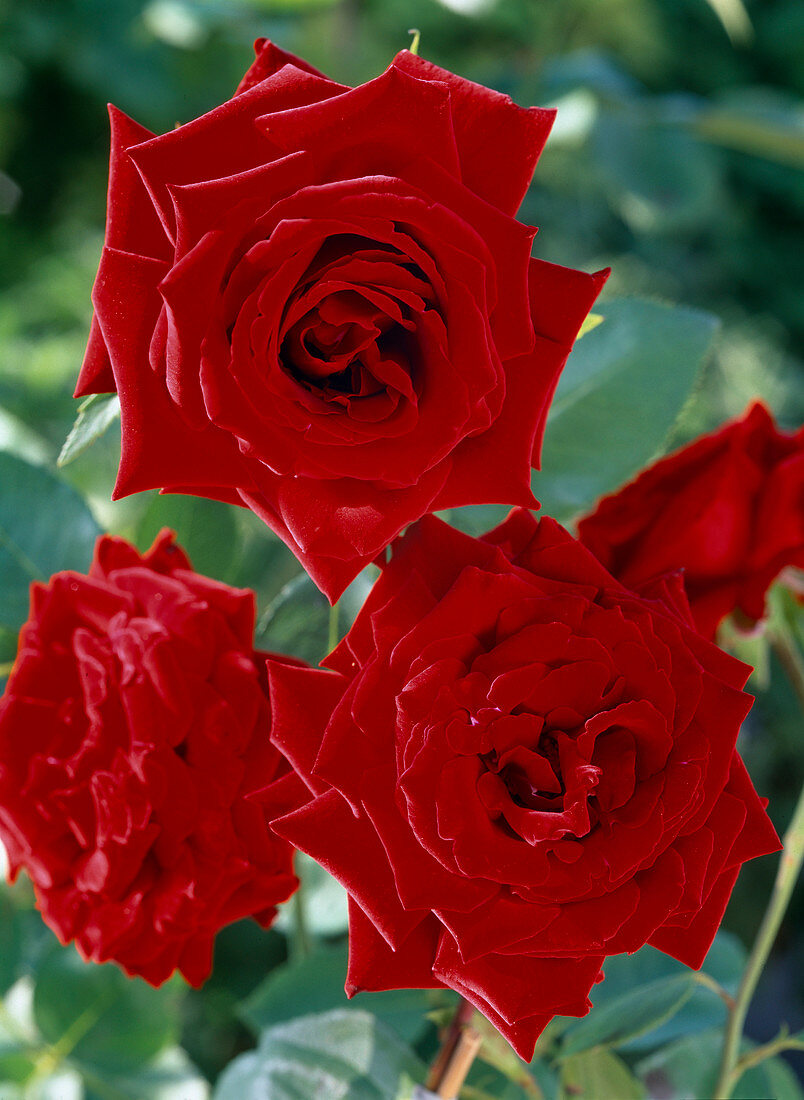 Rose 'Pearl Noir'