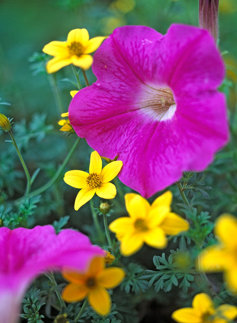 Petunia Surfinia